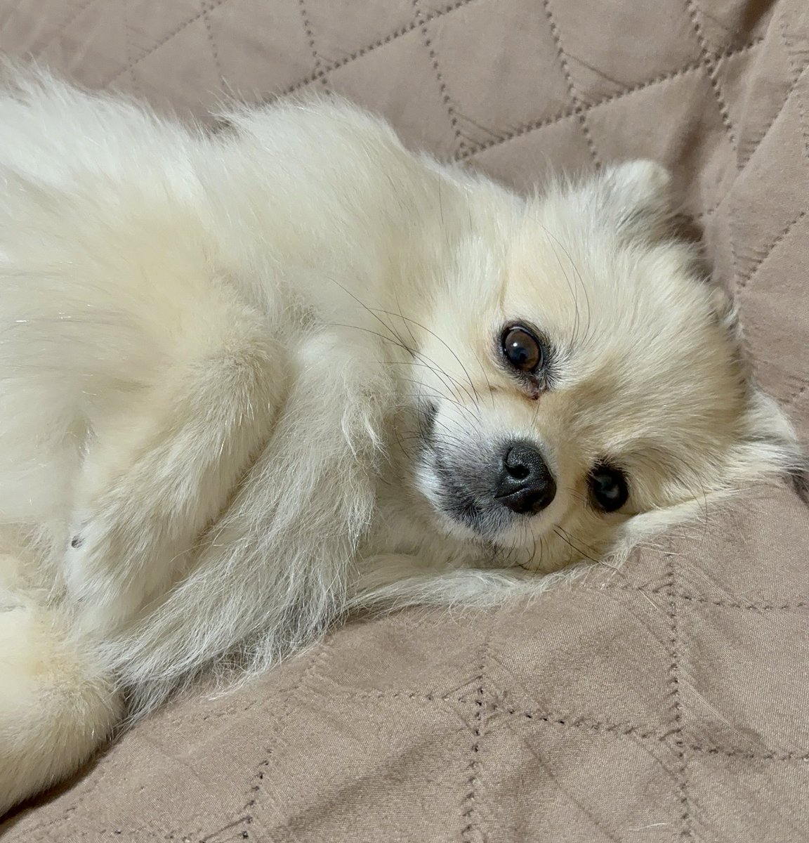 🐶そろそろ寝るんだよー
　おやすみー
#ポメラニアン