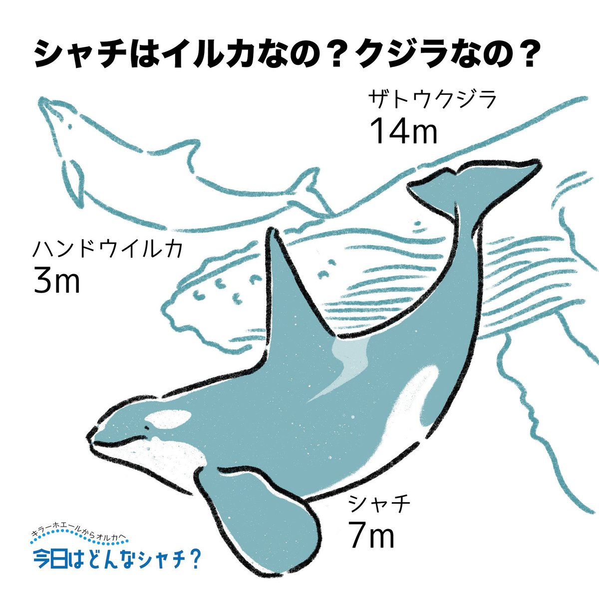 あらたひとむ🐋クジラ・イルカの雑学図鑑📖 on X