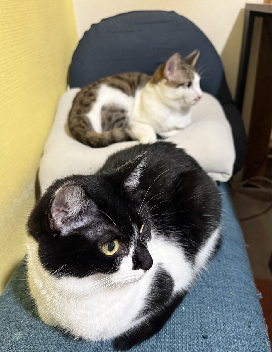 ✧︎ ふぉれすと　がすとんさま専用 ✧︎ kirintodon on X