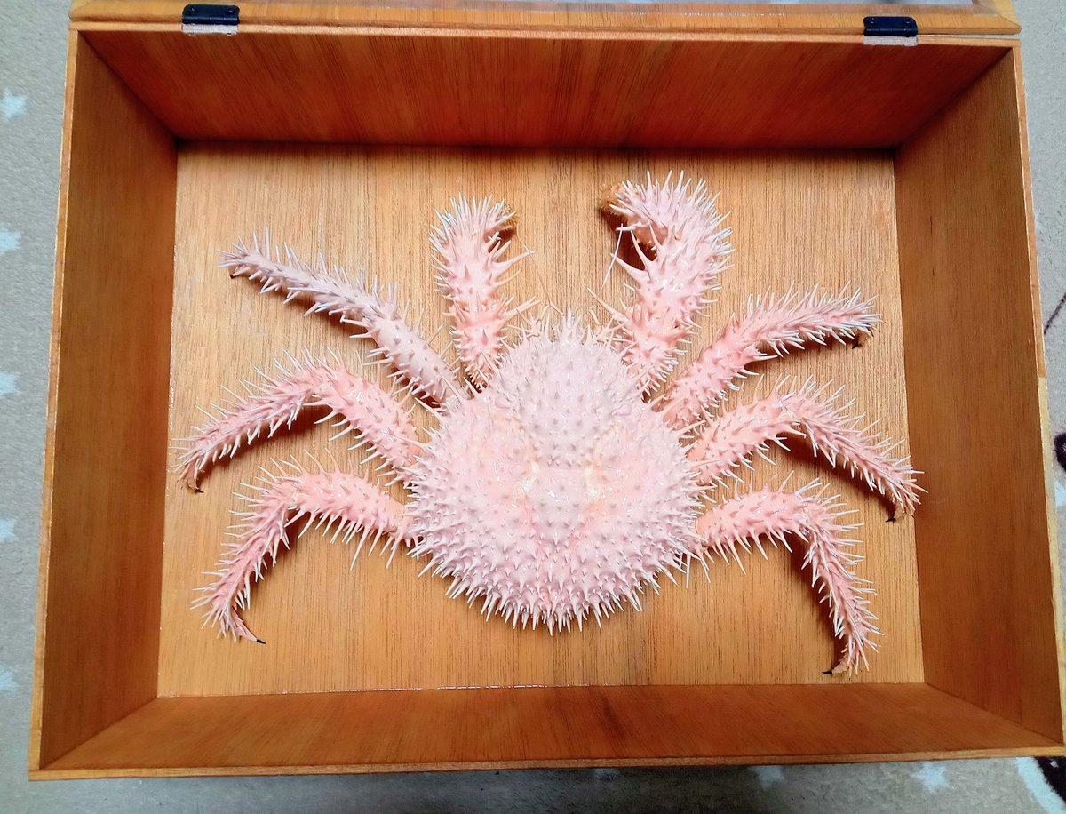 カニページ 🦀ザキ＠『蟹のまにまに』🪲 on X