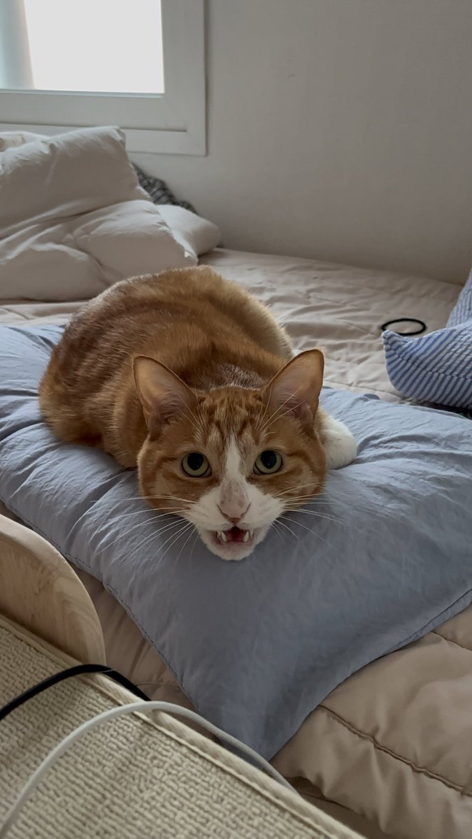 우리고양이 나 여행가면 펫시터방문 하는데
프로필사진 고르라길래
단아한걸로 선택함/첫번째사진/
근데 울고양이 진짜 ㅈㄹ순둥이 투머치토커묘라
설명 자세하게 적어놨는데 
펫시터분충격받으면 어떡하지라는 생각중
다 그렇겠죠??