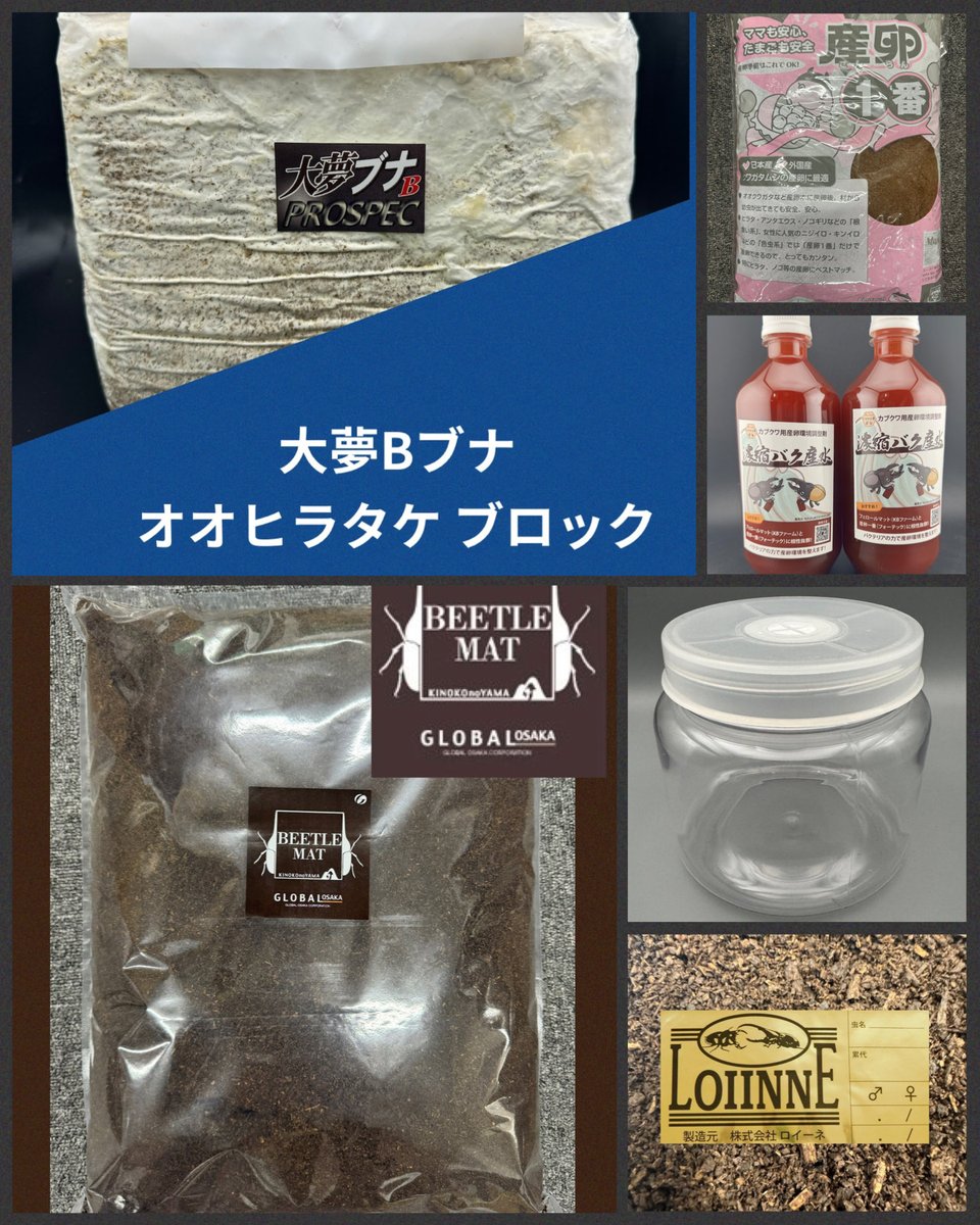 標本　キクロマトス4種　9頭セット　ブリード品 KPW公式｜昆虫生体・標本・オークション on X