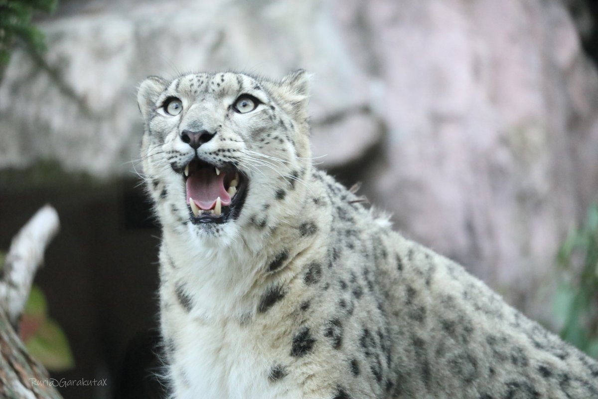 円山写ん歩
じー
***
Take a walk at Maruyama Zoo
She is looking at something
***
🐾
🐾
#円山動物園 #ユキヒョウ #ヒカリ
#maruyamazoo #snowleopard #hikari