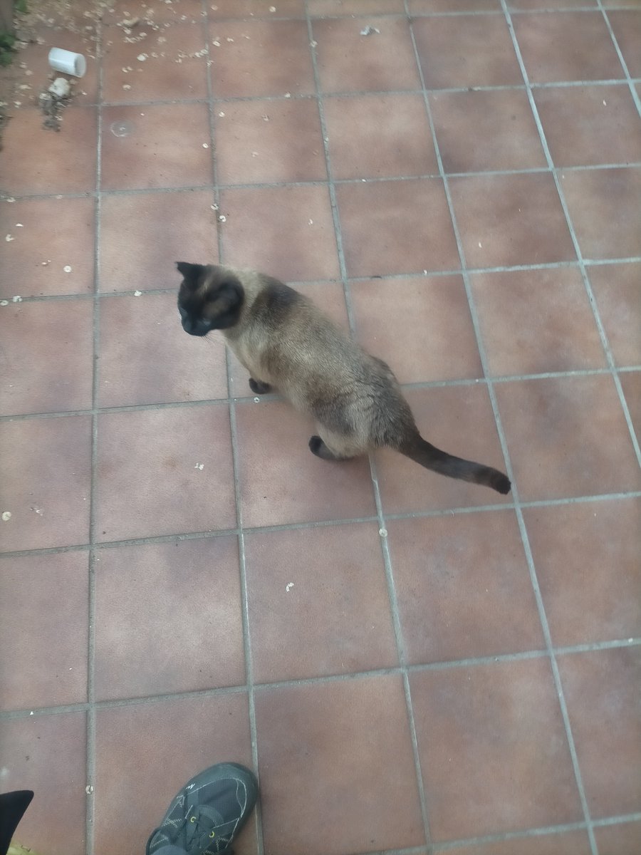 Gente, acaban de atropellar al Torete, a este angelito de la colonia que tengo en el porche de mi casa. Estoy en el hospital de Aranjuez rezando por que se pueda recuperar pq todo el daño lo ha recibido en la cabeza. Lo han atropellado delante mío. Rezad mucho por él por favor.