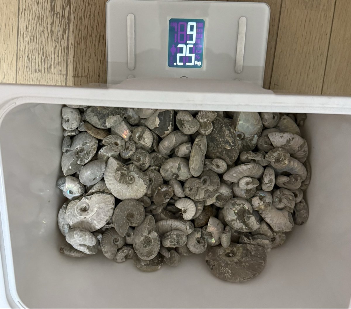 マダマダマダガスカル on X