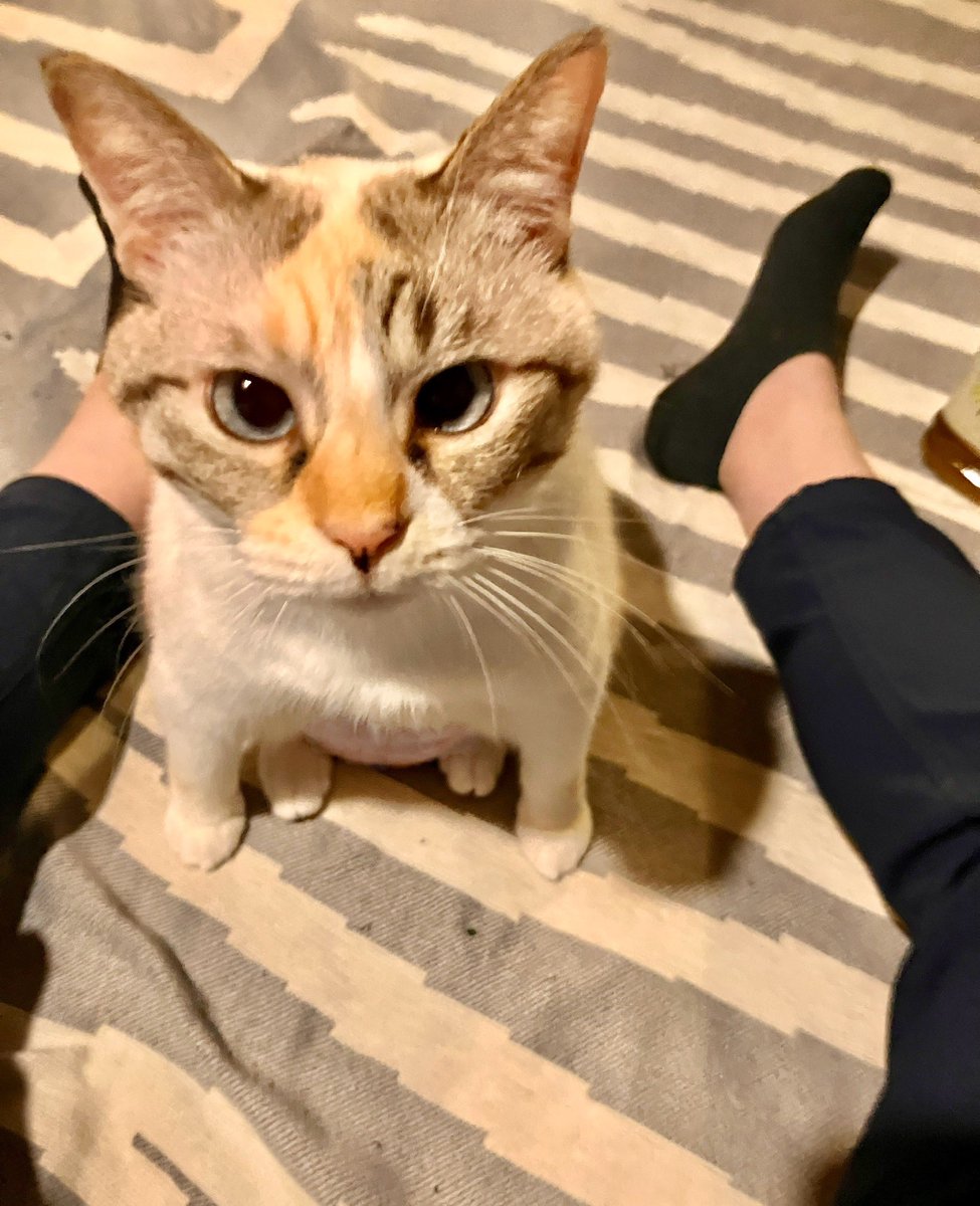 nekomangakakuyo's tweet photo. あのー……
やはりもう少しだけ前脚を閉じて座ることはできませんかね… https://t.co/rGdt728myv