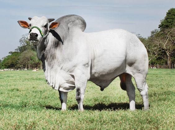 Parabrahman (@parabrahman47) on Twitter photo “Achosina Aambotuni Vadaladam” :
You must have heard this. 
In the Telugu lands, even today, after the holy month of Shravana, villages perform  an ancient Vedic rite called “Vrushotsarjanam”, which is releasing of a Bull adorned with a Sacred Mark (Swastika/Om) so that it is “Achosina Aambotuni Vadaladam” :
You must have heard this. 
In the Telugu lands, even today, after the holy month of Shravana, villages perform  an ancient Vedic rite called “Vrushotsarjanam”, which is releasing of a Bull adorned with a Sacred Mark (Swastika/Om) so that it is