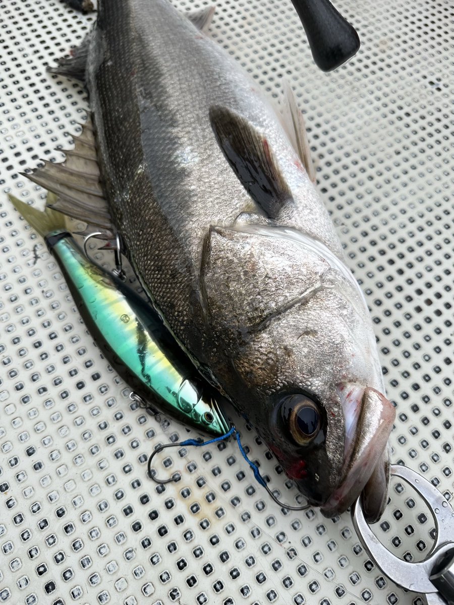 Kazuya⎛ಲළ൭⎞ (@26kazuya19) / Posts / X