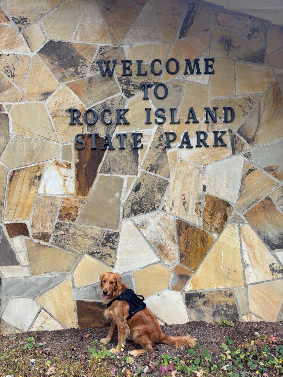Golden Retriever Mark Franz tweet media