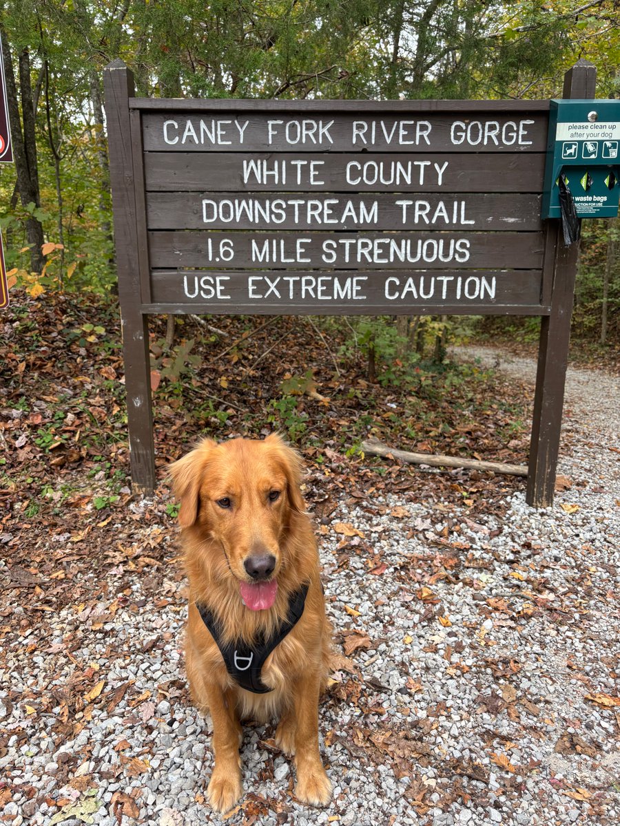 Golden Retriever Mark Franz tweet media