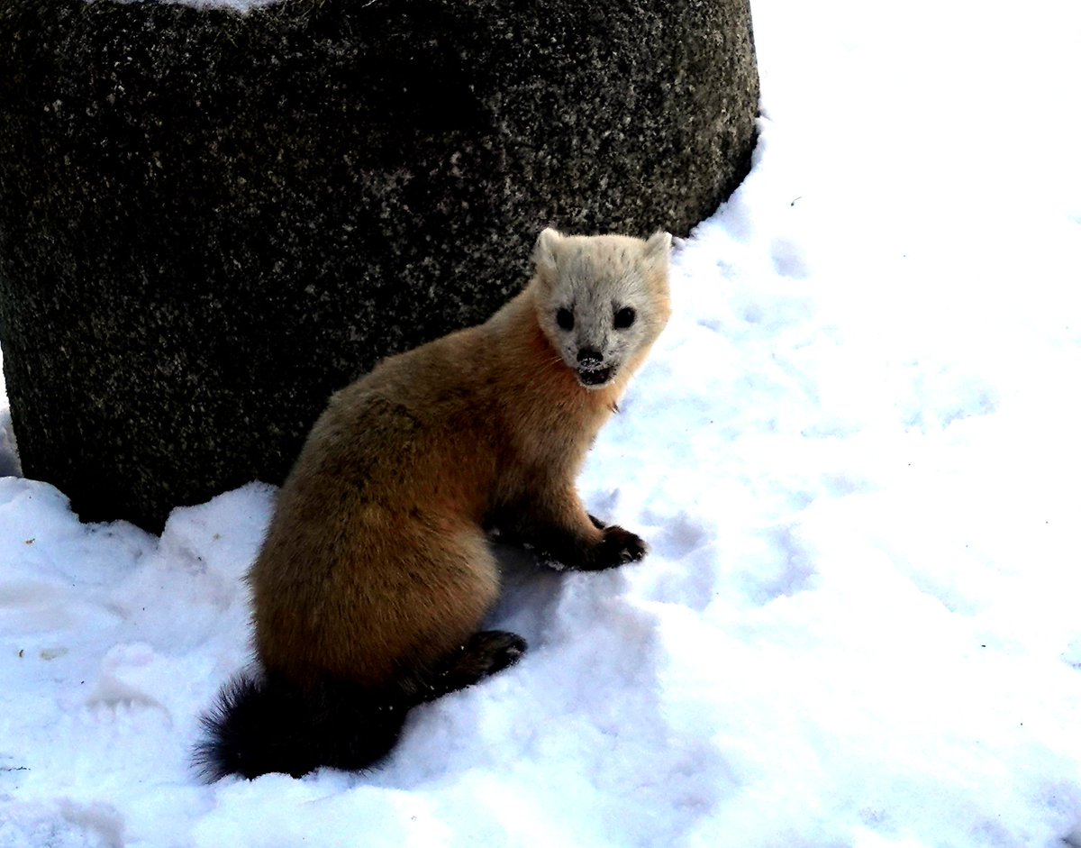 Sticking with the mammal theme, I'd always wanted to see a Sable and had no hesitation in abandoning breakfast when I heard there was one on the snow outside our hotel window in Kushiro, Hokkaido, Japan in March 2023