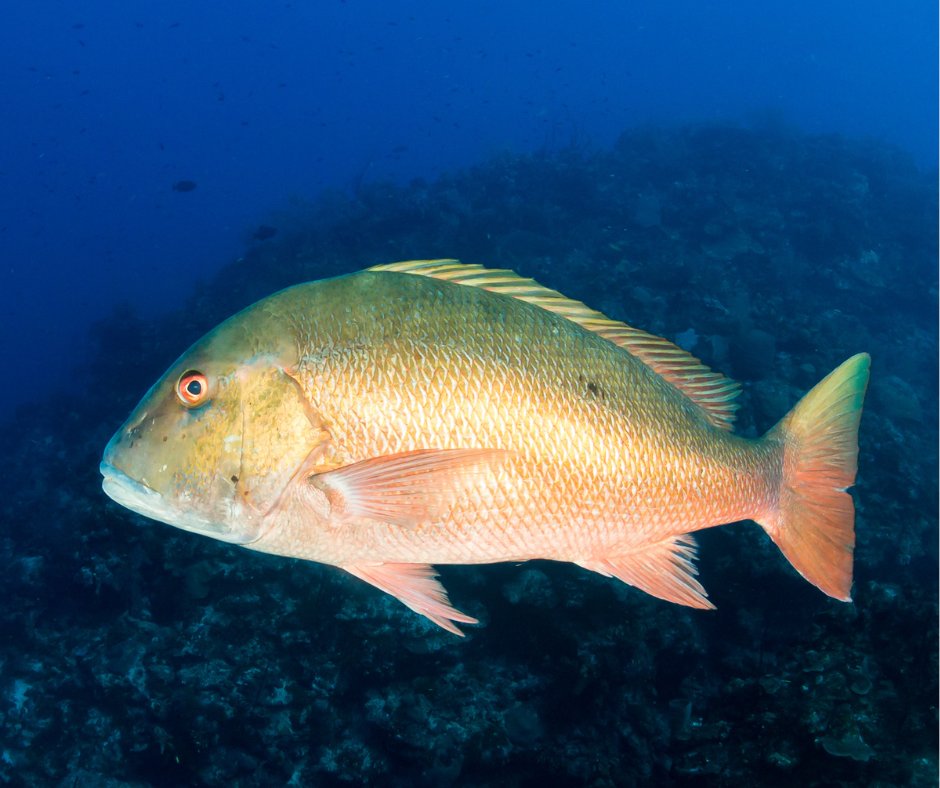 SAFMC (@safmc) on Twitter photo The Snapper Grouper Advisory Panel meets this week Monday, Oct. 27th through Wednesday, Oct. 29th. Tune in via webinar and check out briefing materials here: safmc.net/events/oct-202…
#SAFMC #FisheriesManagement #Snapper #Grouper The Snapper Grouper Advisory Panel meets this week Monday, Oct. 27th through Wednesday, Oct. 29th. Tune in via webinar and check out briefing materials here: safmc.net/events/oct-202…
#SAFMC #FisheriesManagement #Snapper #Grouper