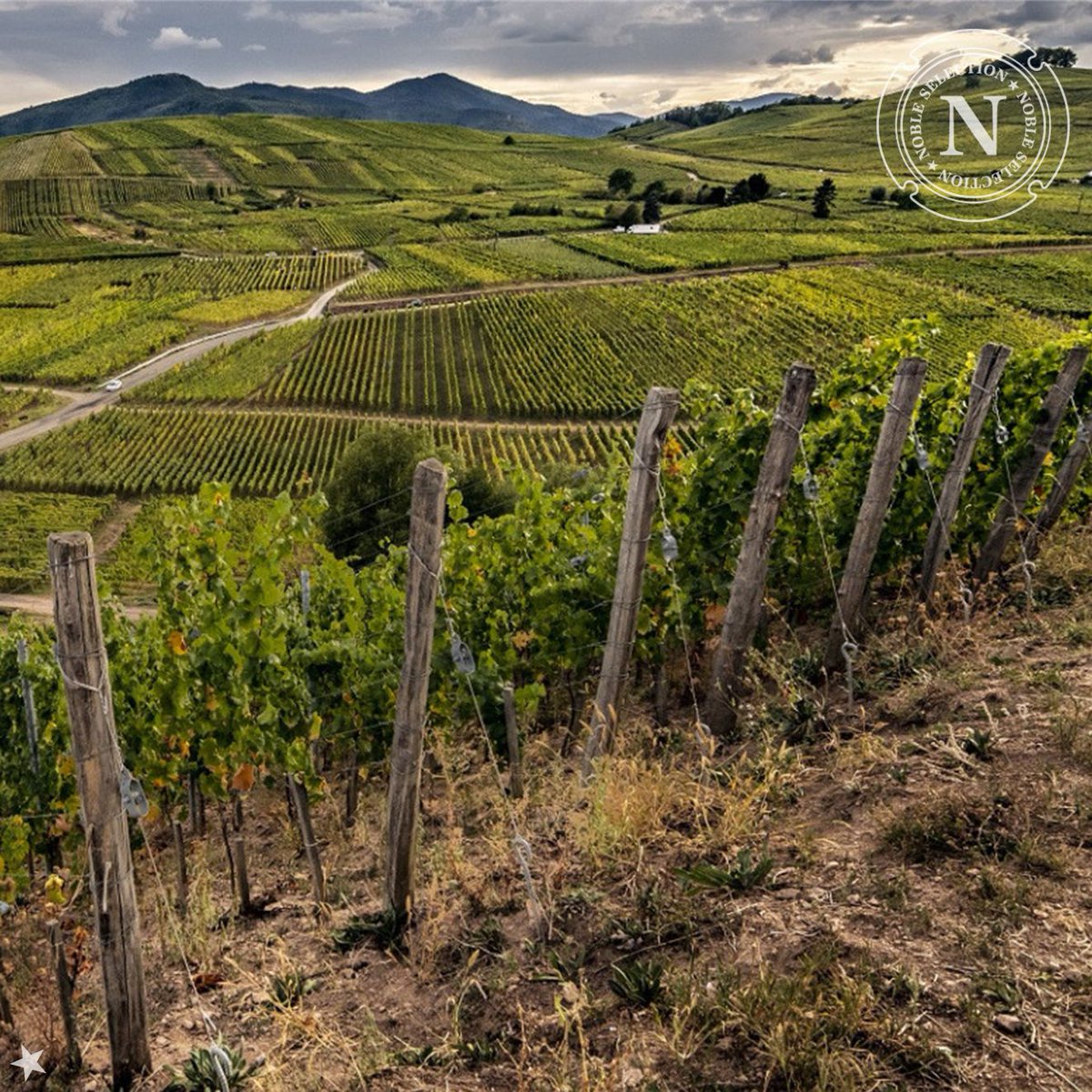 Noble Sélection tweet media