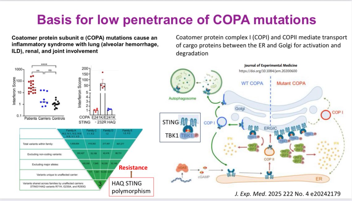 RoxOsler's tweet image. #YearinReview #ACR25 #BasicScience
The HAQ-STING polymorphism dampens STING–TBK1 activation, explaining the low clinical penetrance of COPA syndrome.
