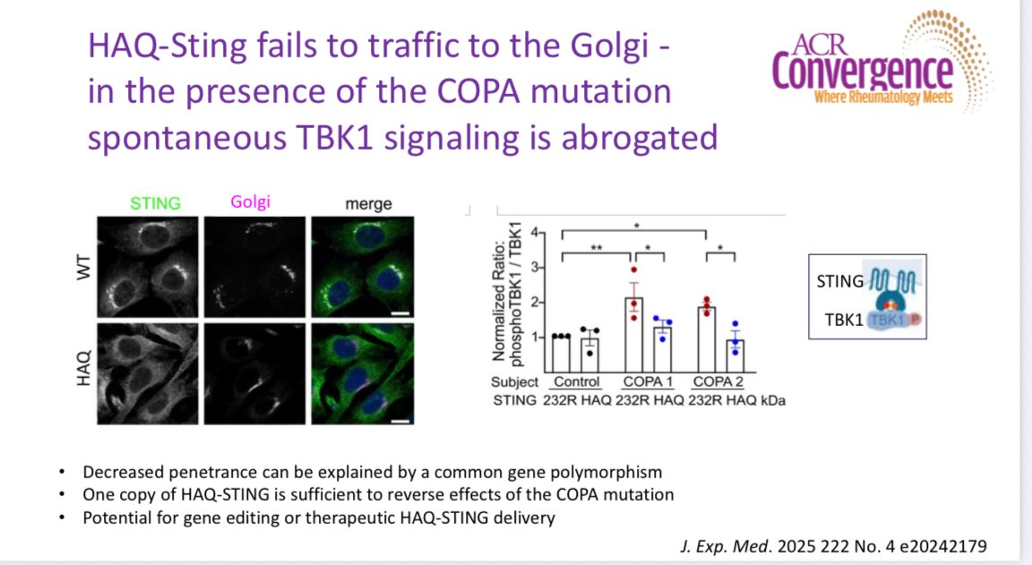 RoxOsler's tweet image. #YearinReview #ACR25 #BasicScience
The HAQ-STING polymorphism dampens STING–TBK1 activation, explaining the low clinical penetrance of COPA syndrome.