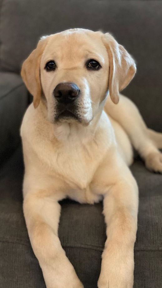Ai4Pets's tweet photo. 🏞️ Loyal Labrador Lifestyle 🏞️
#LabradorRetriever #LabLove #AdventureBuddy #DogsofX #PetLifestyle #LuxuryPets #LoyalCompanion #PlayfulPup https://t.co/210KFqKqbx