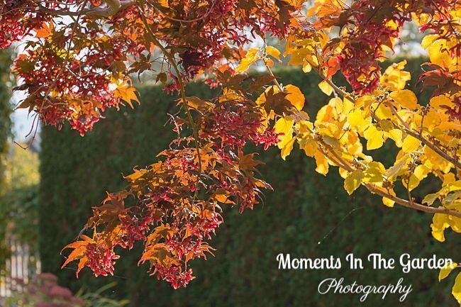MomentsintheG's tweet photo. Seasons changing continued. Beautiful fall colours in my garden and Fintry Provincial Park. #fallcolours #seasonschanging #leavesturning #vibrantcolours #octobergarden #momentsinthegardenphotography https://t.co/Ylo7OddbSa