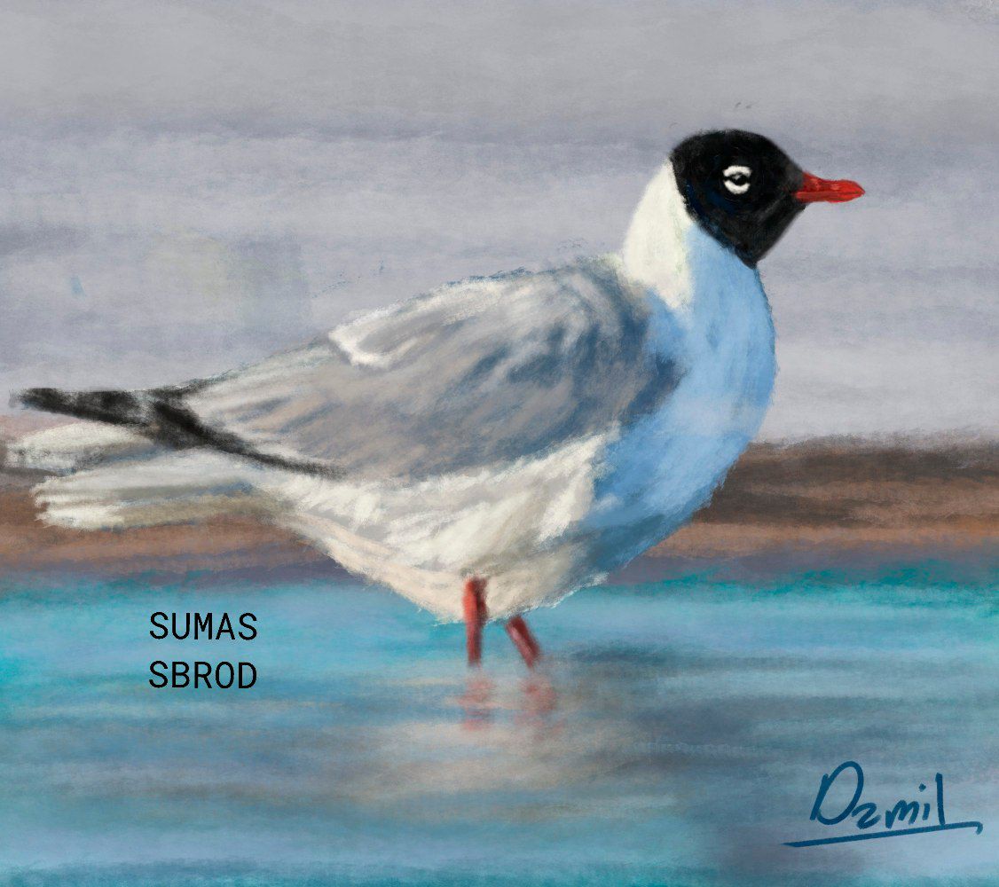 Sumassbrod tweet media