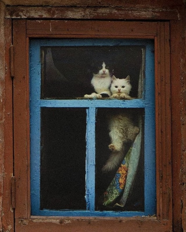 Two Friends 🐱🐱
📷Stanislav Gerasko