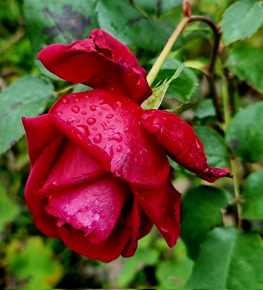 Oktoberrose, von Regen und Sturmwind gebeutelt ....