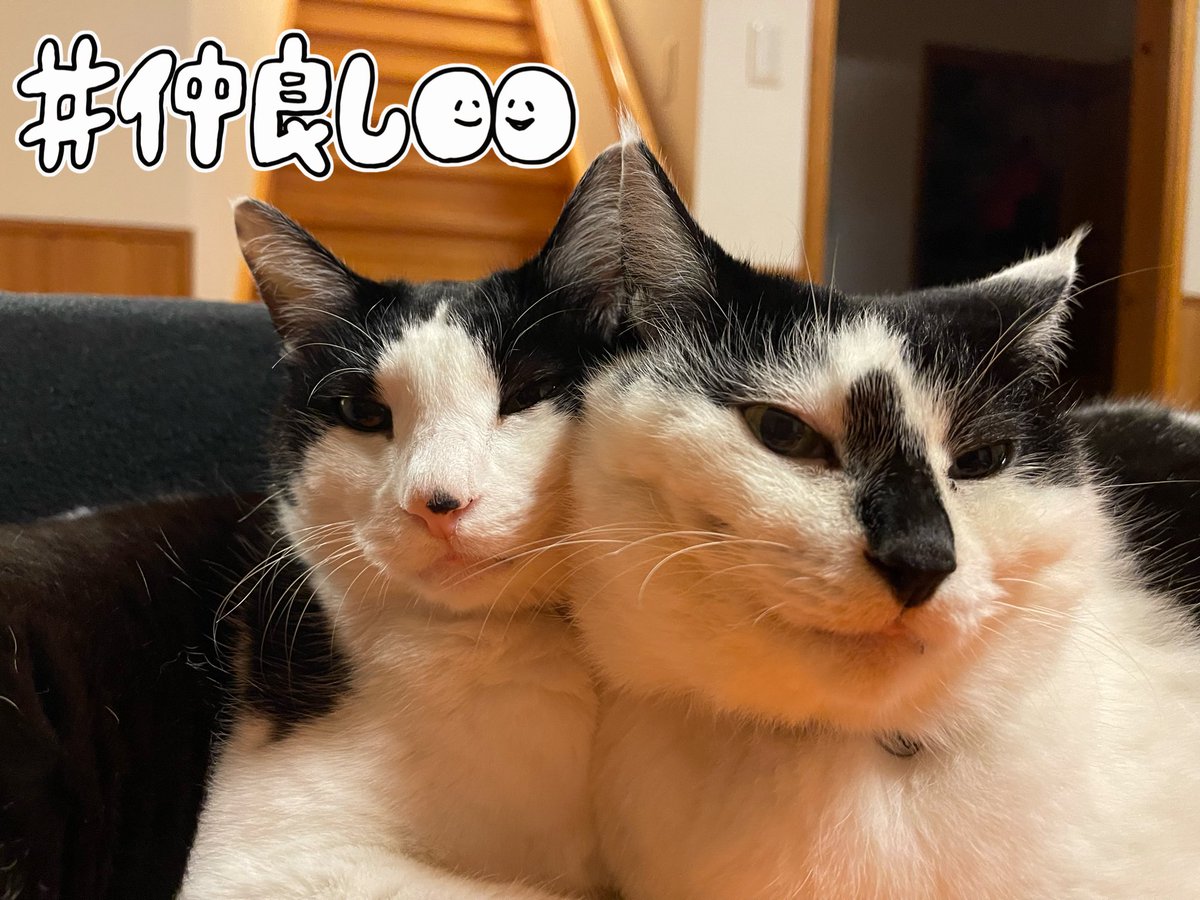 ユキ　猫猫Ｓ11/9 Yoshi next run 11/9岡山→11/23福知山→12/14奈良→12/21宝塚 on X