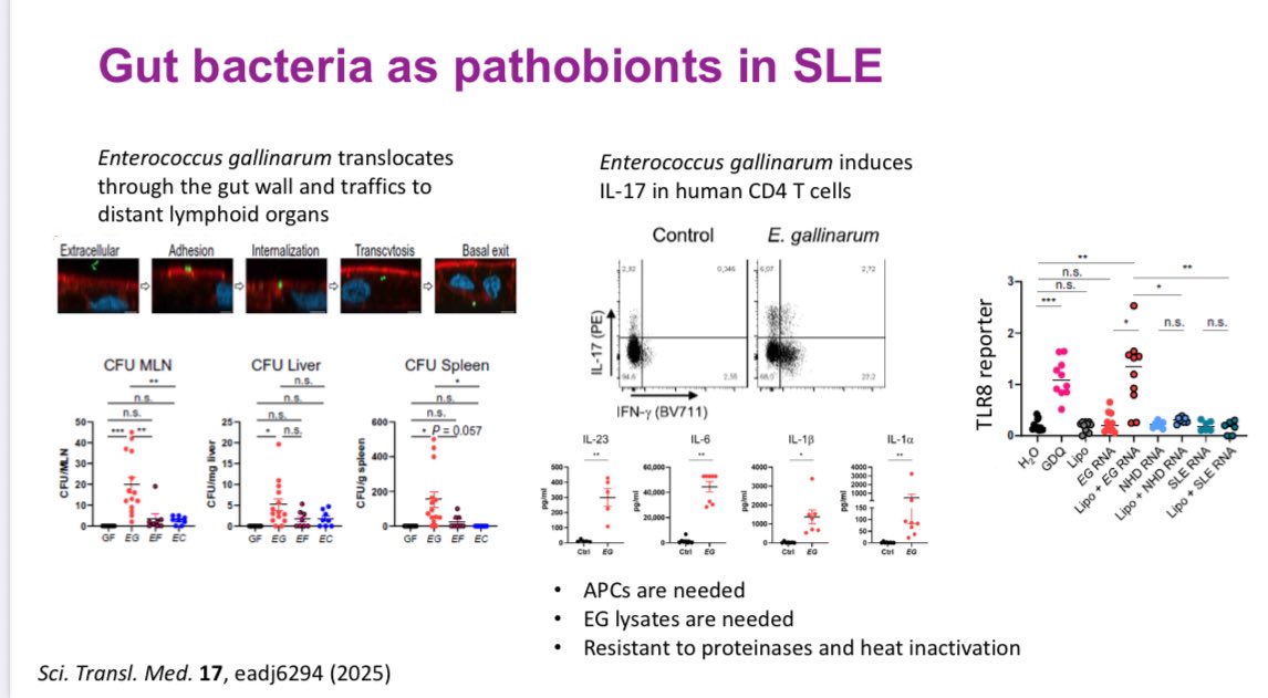 RoxOsler's tweet image. #YearinReview #ACR25 #BasicScience
Chronic infections and gut microbes can trigger autoimmunity.
Viruses activate autoreactive T/B cells, while Enterococcus gallinarum and other pathobionts translocate from the gut, inducing IL-17 and systemic inflammation in SLE and psoriasis.