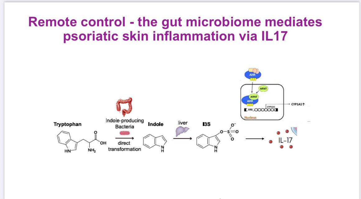 RoxOsler's tweet image. #YearinReview #ACR25 #BasicScience
Chronic infections and gut microbes can trigger autoimmunity.
Viruses activate autoreactive T/B cells, while Enterococcus gallinarum and other pathobionts translocate from the gut, inducing IL-17 and systemic inflammation in SLE and psoriasis.
