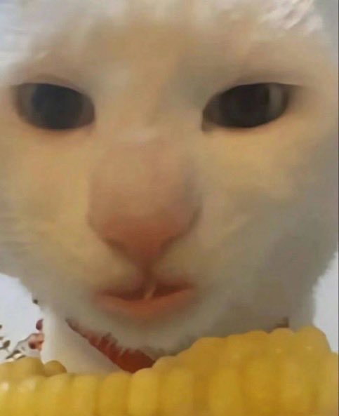 희담이 tweet media