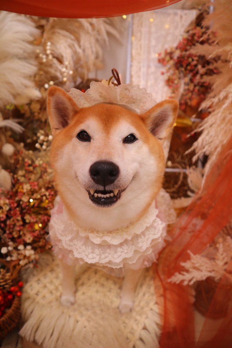 shibainu_roco's tweet photo. はぁかわいい😮‍💨💕 https://t.co/I8617aPaME