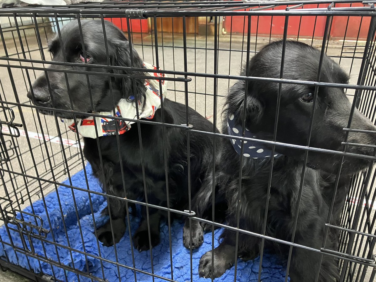 madcap_max's tweet photo. Frens, we’ve been abandoned by HuMummy today as she’s spending time with some well-behaved trophy-winning spannas in ear snoods! 🤣🤣🤣💙🏆🏆 #fieldspaniel #beautifulDaisyandEnya https://t.co/2t4XBZO18B