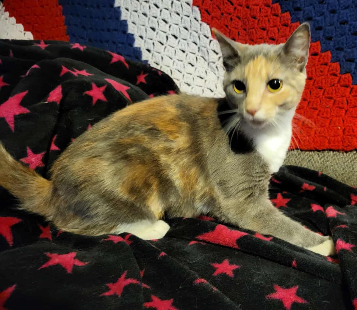 Meet FiFi 
Fifi  came to us with her sister Moo Moo fresh off the streets by a good  Samaritan.Fifi had a collar on that was so tight it had to be cut off.  She is very sweet,
She is 7 months old, spayed, utd  vaccines, -micro-chipped and is FELV/FIV  negative. Please share