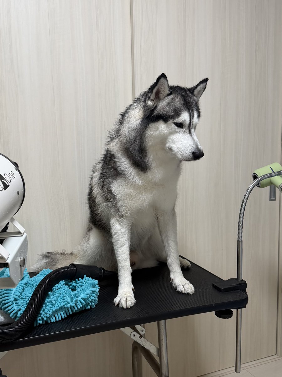 ジーニーさん専用ページ Genie(ジーニー) (@Genie_0213) / Posts / X