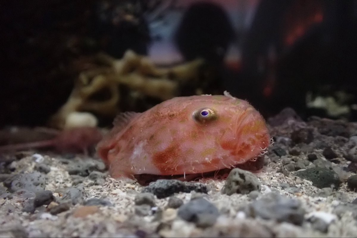 mahi_rockfish's tweet photo. 「水まんじゅう！？」

#幼魚水族館
#第３回幼魚フォトコン��スト https://t.co/patLG2zCo1
