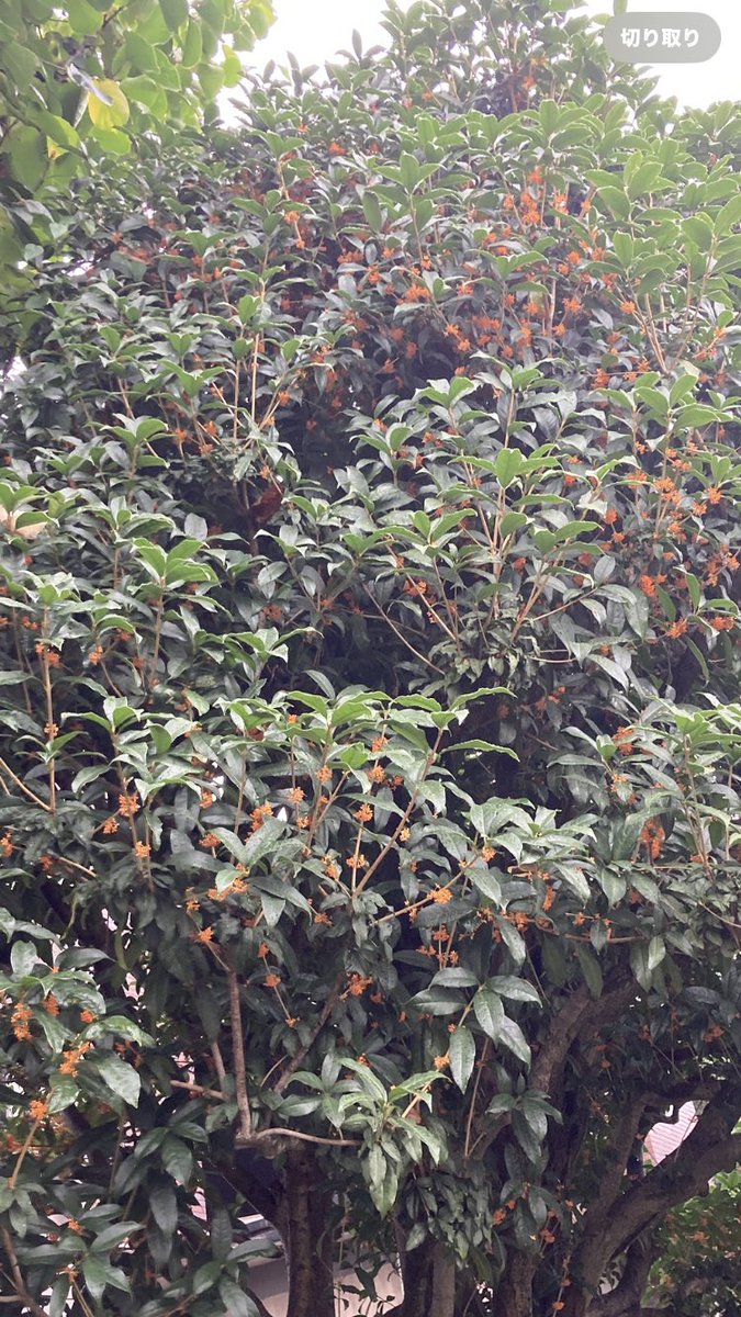 ぶっちゃあ on X