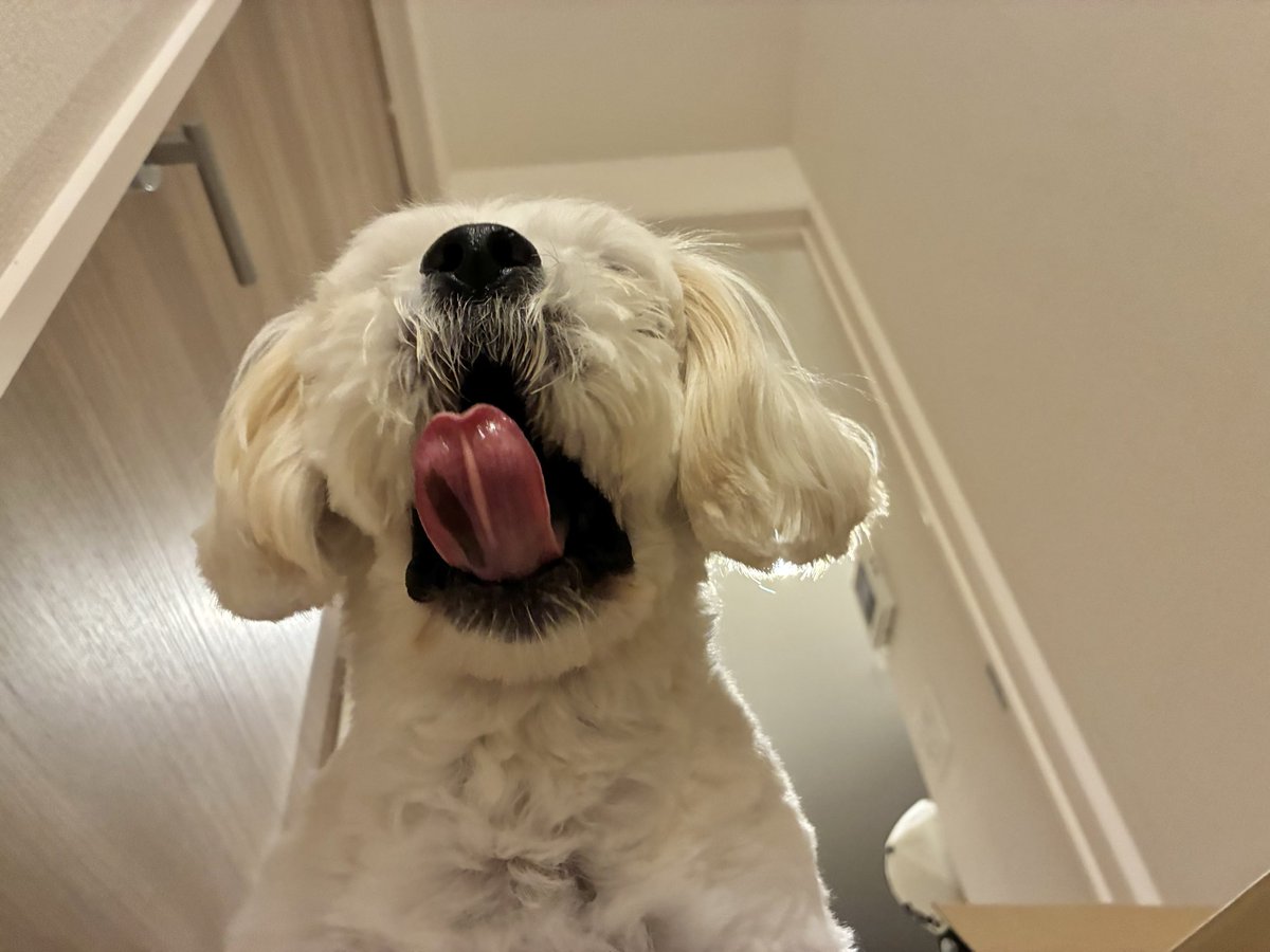 めるも「ボク うぃん、弟はエア 妹はエイル よろしくね