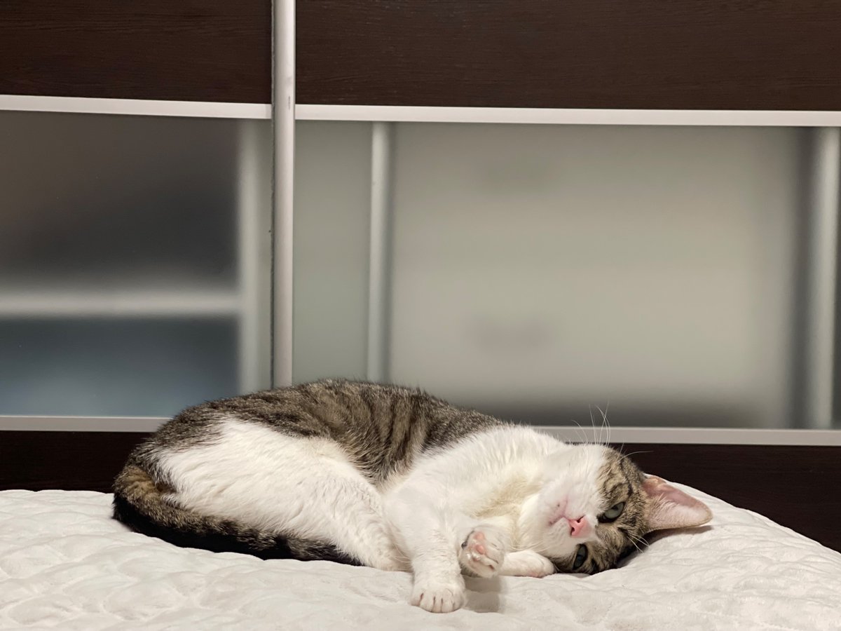 навряд мені вийде знайти тут людину, але раптом..
#Тернопіль, може би хтось міг взяти до себе Квасольку на пару днів у середині грудня (планую поїздку за кордон і немає з ким лишити, а котоготель не хочеться, бо шо їй робити в тому боксі?)
поретвітьте, будь ласка