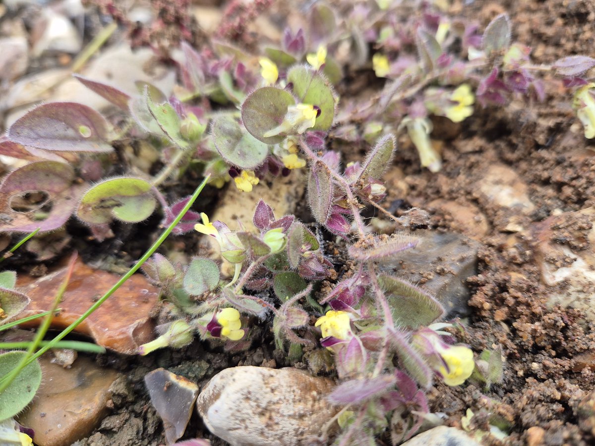 Round-leaved fluellen, yarrow with a hawkbit, and showy-pink of ragged robin for #wildflowerhour from new wetlands in the Pang valley where I planted marsh marigold (pic) &amp; purple loosestrife with <a href="/ARKennet/">Action for the River Kennet (ARK)</a> this week. Details 👇
mendthegap.uk/enhancement-pr…
<a href="/TVERC1/">Thames Valley Environmental Records Centre</a> <a href="/BSBIbotany/">BSBI: Botanical Society of Britain & Ireland</a>