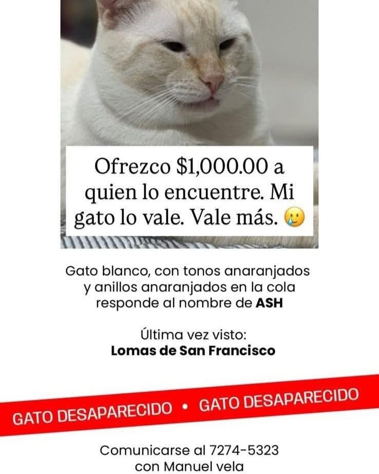 Alerta Noticias tweet media