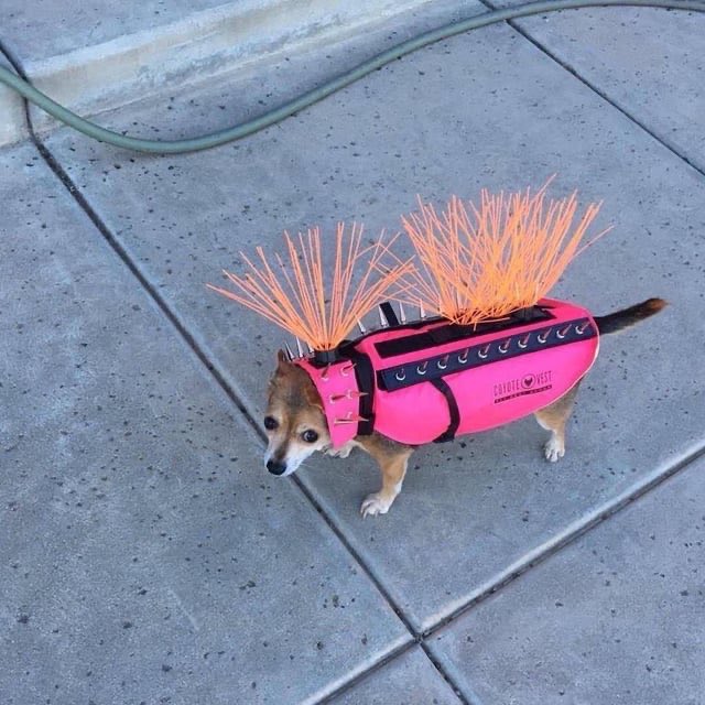 atlanticesque's tweet image. Convergent Evolution:
Anti-drone tank and anti-hawk dog vest