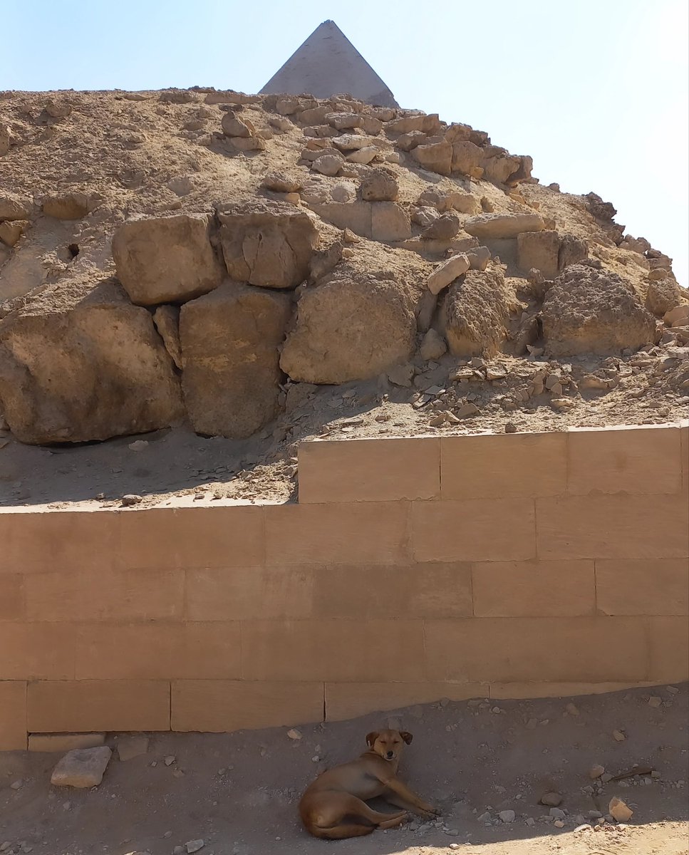 Over the past few days, Cairo has returned to summer weather, with today's temperature reaching 33°C. Even the doggie is utterly exhausted...