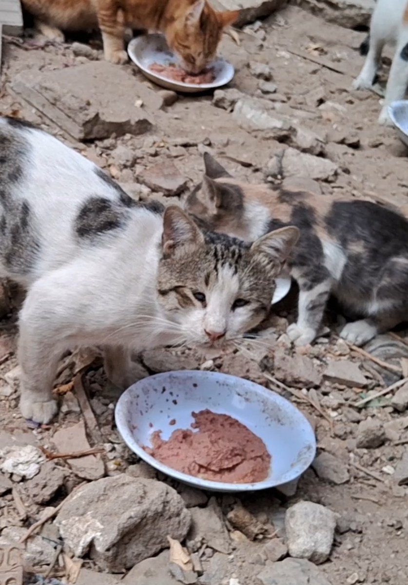 AnimalFriendsSh's tweet image. I am a little cat from Gaza, I’ve searched everywhere, through streets of dust and ruins, through empty cans and broken dreams hoping to find a single scrap of food, but all I find is silence, ashes, and fear.
I am hungry… and so very tired, I’m standing on my two backword legs,…