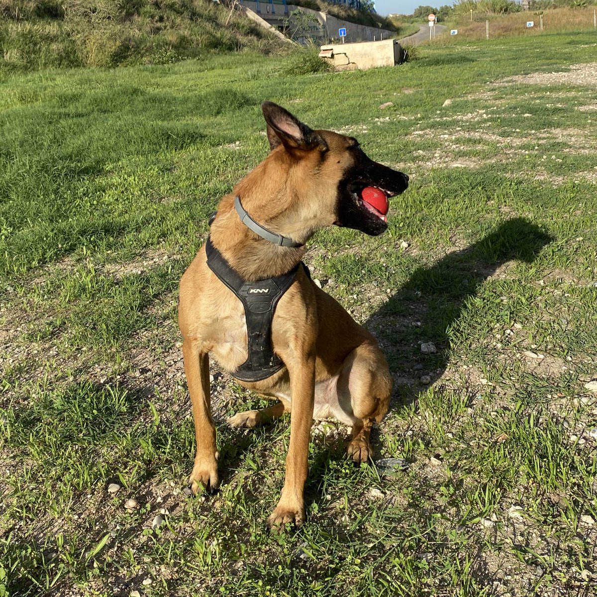 _pablonavarrete's tweet photo. ella y su pelota ✨✨✨ https://t.co/jLktfxWitQ