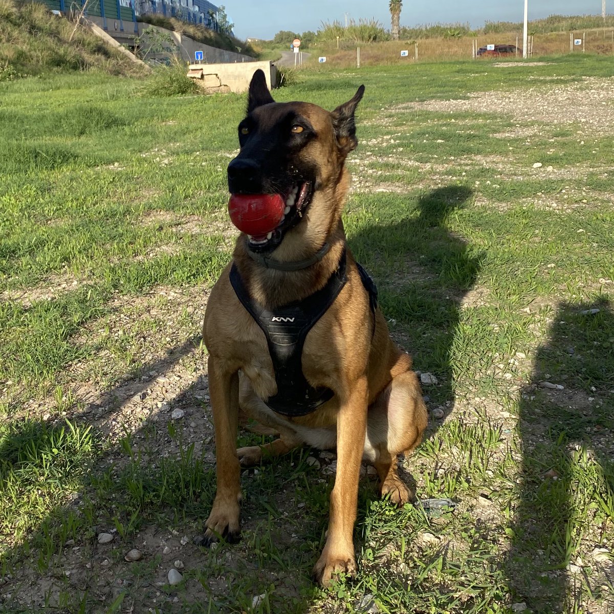 _pablonavarrete's tweet photo. ella y su pelota ✨✨✨ https://t.co/jLktfxWitQ