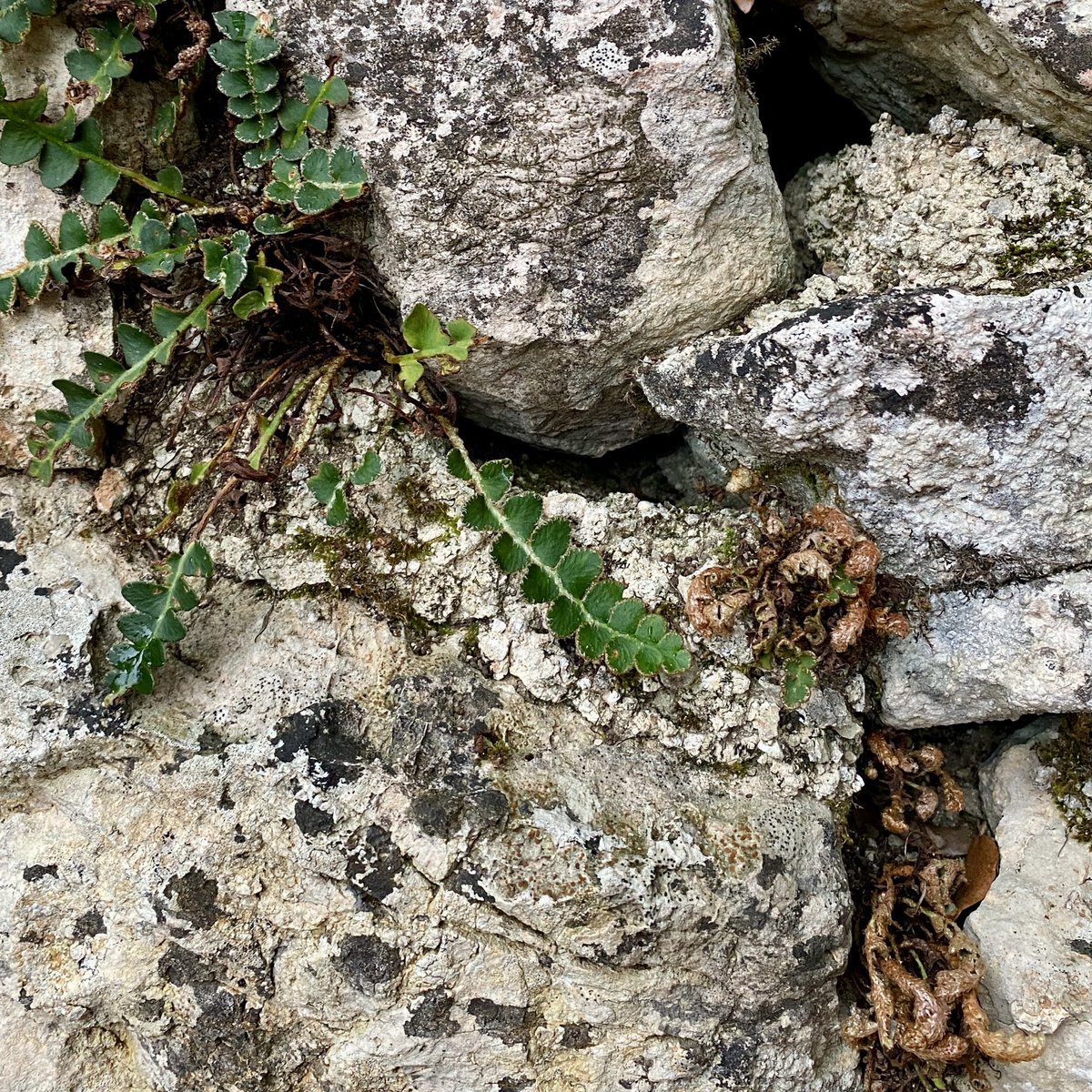 Una finestra des de l'espai tweet media