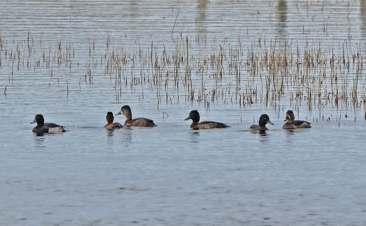WiWildlife's tweet photo. Late autumn wildfowl in North Uist include 2 female Ring-necked Ducks on Grimsay and a fine Taiga Bean Goose at Claddach Kikibost today. https://t.co/xVn5EGXt7H