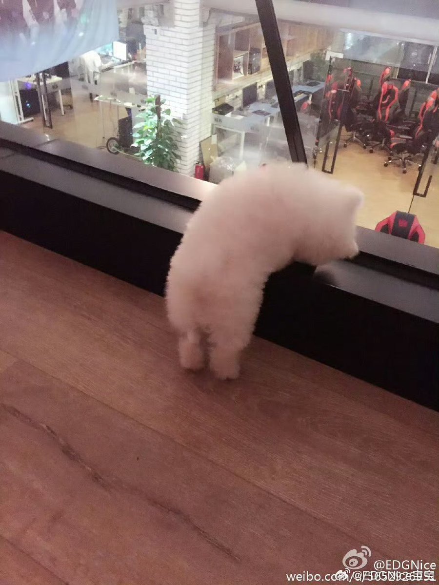 iCrystalization's tweet photo. “Love you forever, Nice ❤️”

EDG Nice’s Weibo account just posted pictures of him as a little puppy, and all the comments are filled with “Rest well, Nice.”

Thank you for spending your 10 years with us. You will always be loved, and dearly missed. https://t.co/X67SyBbESC