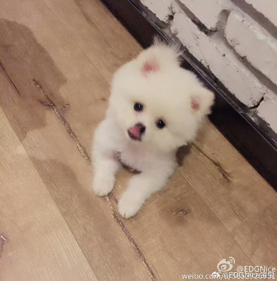 iCrystalization's tweet photo. “Love you forever, Nice ❤️”

EDG Nice’s Weibo account just posted pictures of him as a little puppy, and all the comments are filled with “Rest well, Nice.”

Thank you for spending your 10 years with us. You will always be loved, and dearly missed. https://t.co/X67SyBbESC