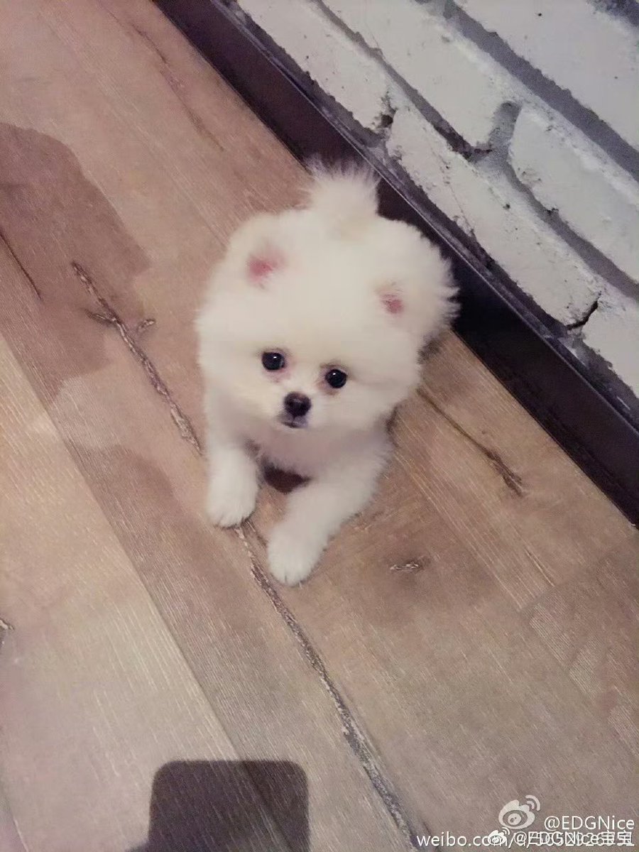 iCrystalization's tweet photo. “Love you forever, Nice ❤️”

EDG Nice’s Weibo account just posted pictures of him as a little puppy, and all the comments are filled with “Rest well, Nice.”

Thank you for spending your 10 years with us. You will always be loved, and dearly missed. https://t.co/X67SyBbESC