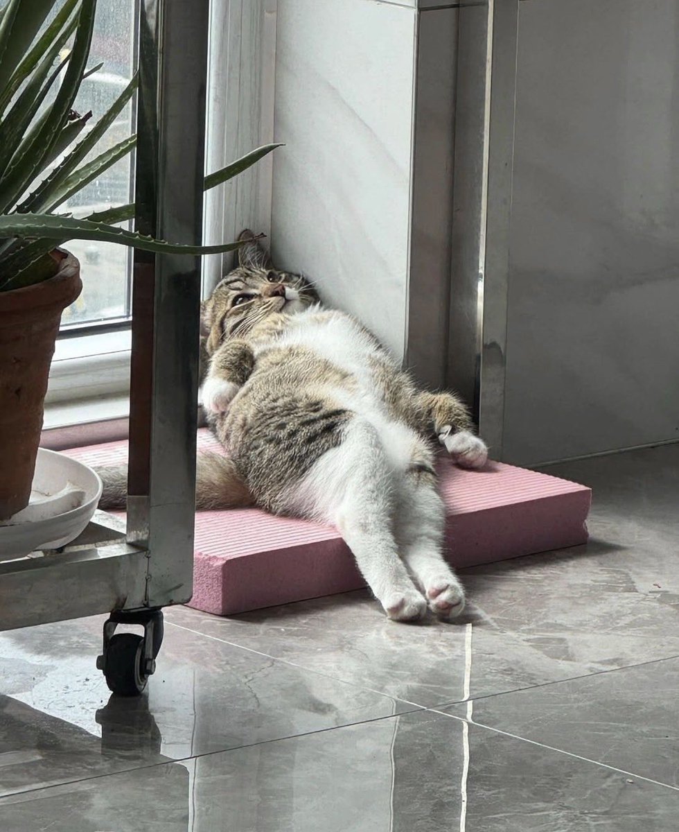 Yarın pazartesiymiş….. şu şekil oldum….