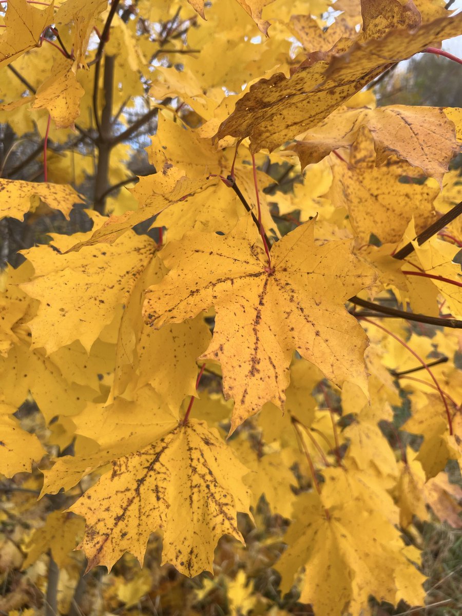 BashirMoustafa's tweet image. Sunday long run: ✅
Powered by coffee and autumn magic 🍂☕🏃🏻‍♂️🏃🏻‍♂️🏃🏻‍♂️
#run #runner #running #Autumn
